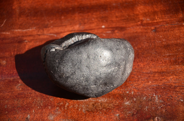 Fossil stone Blanfordiceras wallichi  Ammonite