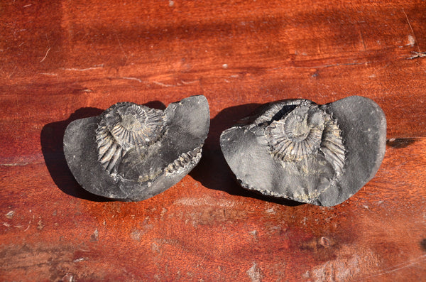 Fossil stone Blanfordiceras wallichi  Ammonite