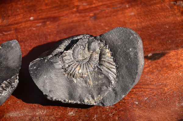 Fossil stone Blanfordiceras wallichi  Ammonite