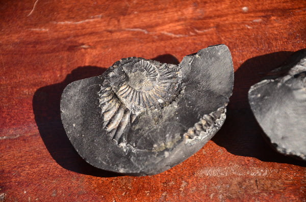 Fossil stone Blanfordiceras wallichi  Ammonite