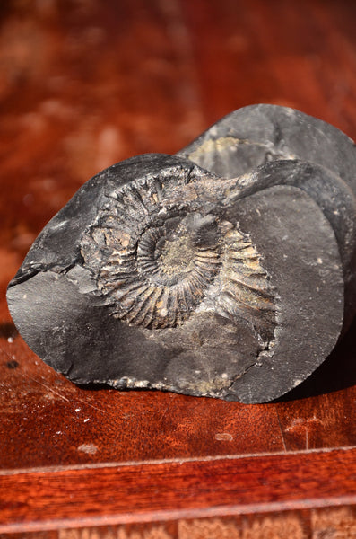 Fossil stone Blanfordiceras wallichi  Ammonite