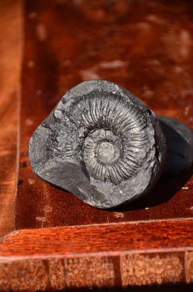 Fossil stone Blanfordiceras wallichi  Ammonite