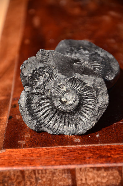 Fossil stone Blanfordiceras wallichi  Ammonite