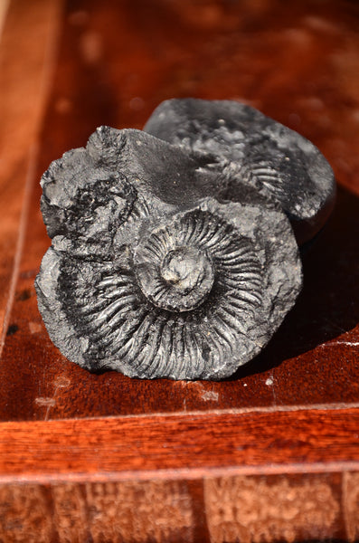 Fossil stone Blanfordiceras wallichi  Ammonite