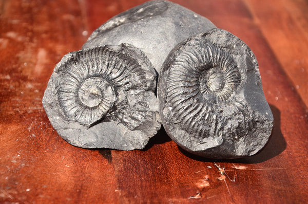 Fossil stone Blanfordiceras wallichi  Ammonite