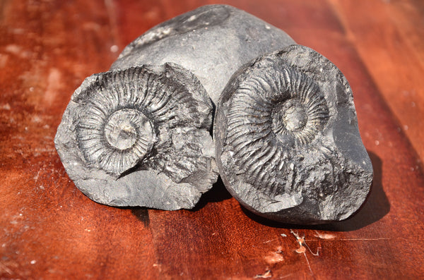 Fossil stone Blanfordiceras wallichi  Ammonite