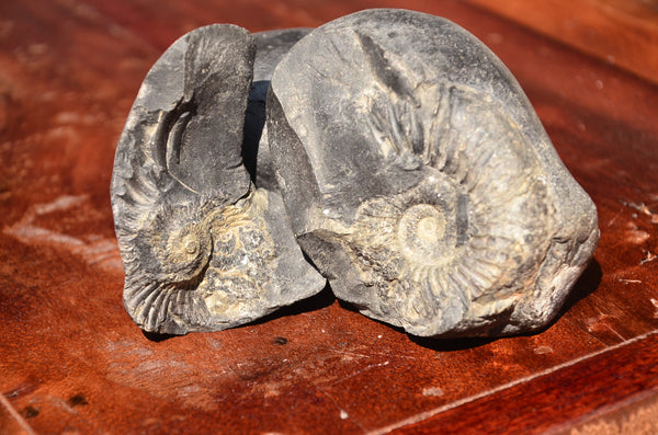 Fossil stone Blanfordiceras wallichi  Ammonite