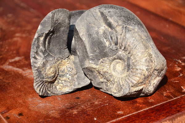 Fossil stone Blanfordiceras wallichi  Ammonite