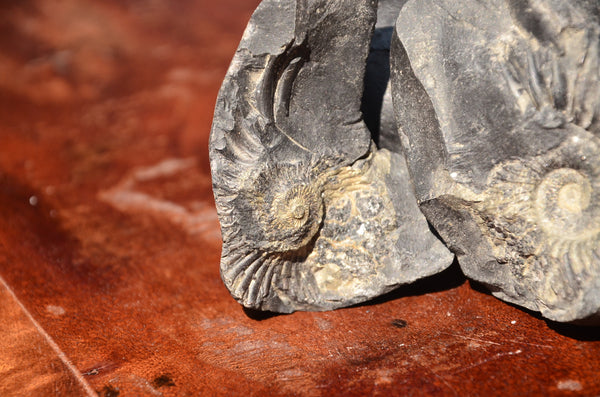 Fossil stone Blanfordiceras wallichi  Ammonite