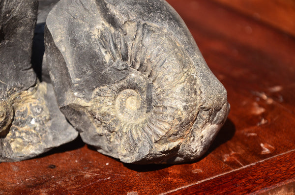 Fossil stone Blanfordiceras wallichi  Ammonite