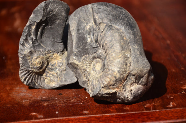 Fossil stone Blanfordiceras wallichi  Ammonite