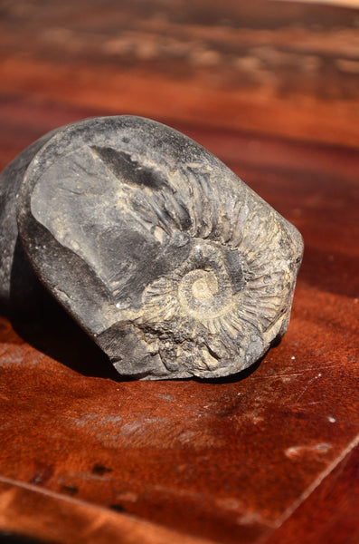 Fossil stone Blanfordiceras wallichi  Ammonite