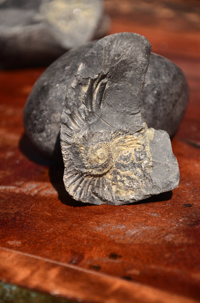 Fossil stone Blanfordiceras wallichi  Ammonite