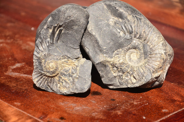 Fossil stone Blanfordiceras wallichi  Ammonite